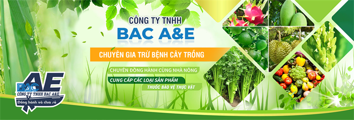 Tính Thành bàn giao khai trương Website Công ty TNHH BAC A&E