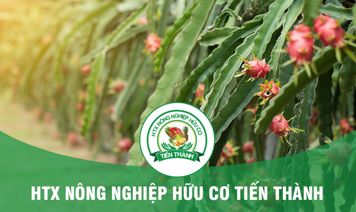 Tính Thành bàn giao khai trương website Hợp Tác Xã Nông Nghiệp Hữu Cơ Tiến Thành